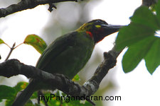 Flora dan Fauna TWA Pangandaran