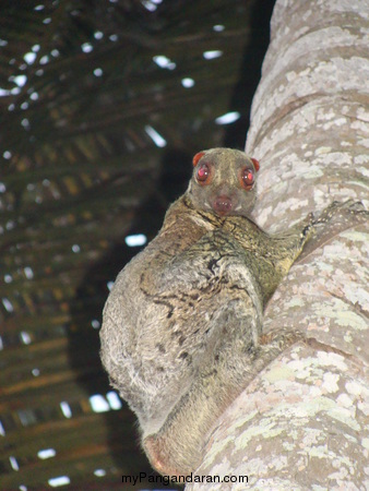 Flora dan Fauna TWA Pangandaran