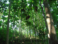 Flora dan Fauna TWA Pangandaran