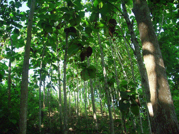 Flora dan Fauna TWA Pangandaran