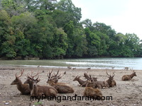 Flora dan Fauna TWA Pangandaran