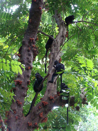 Flora dan Fauna TWA Pangandaran