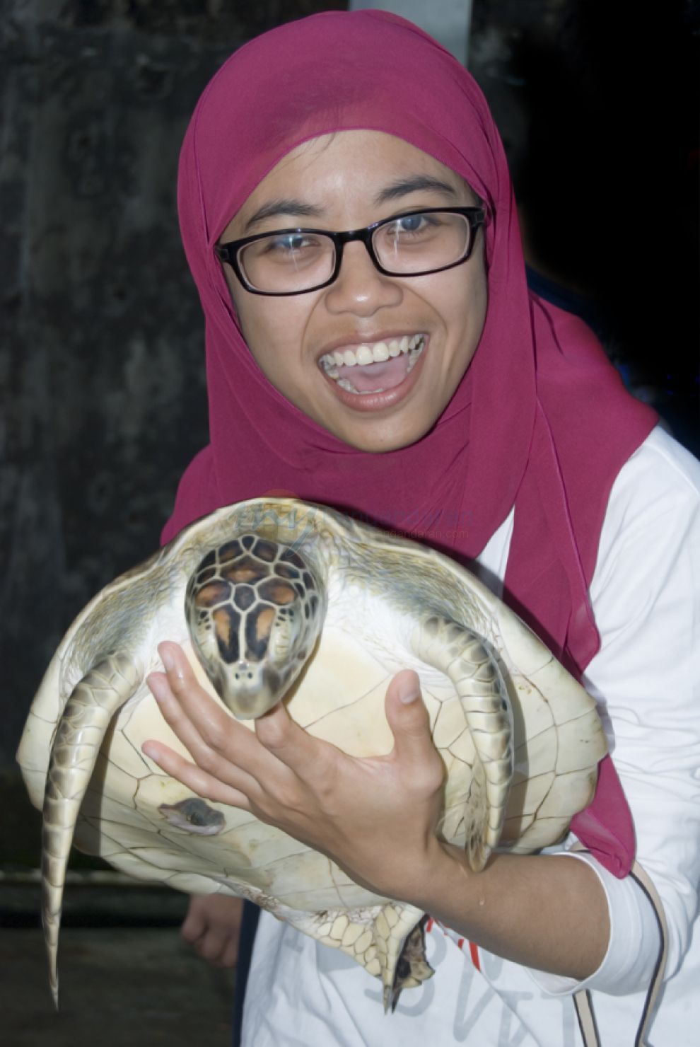 Berfoto Dengan Penyu di Batu Hiu Pangandaran