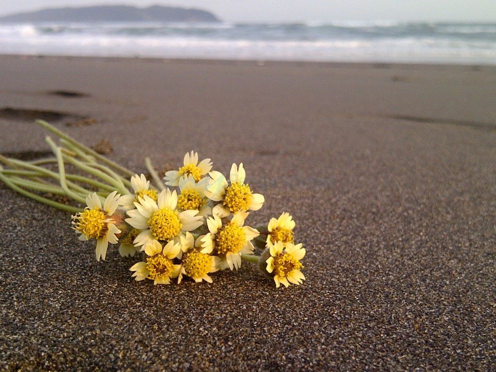 Bunga diatas Lembutnya Pantai Indah Pangandaran