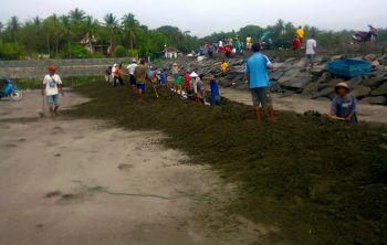 Membedah Muara Cikidang Pangandaran