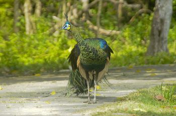 Memotret Keindahan Burung Merak Penghuni Taman Wisata Cagar Alam Pangandaran