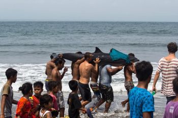 Penyelamatan Lumba-lumba Anak-anak Batu Karas