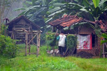 Potret Warga Padaherang Pangandaran Mengangkut Makanan Ternak