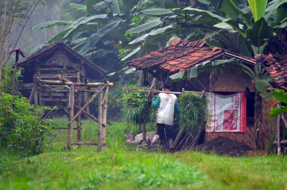 Potret Warga Padaherang Pangandaran Mengangkut Makanan Ternak