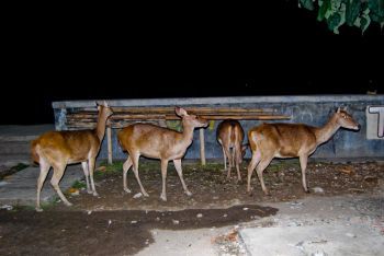 Rusa-Rusa Ini Berkeliaran Di Malam Hari