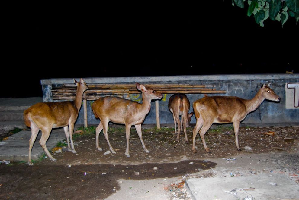 Rusa-Rusa Ini Berkeliaran Di Malam Hari