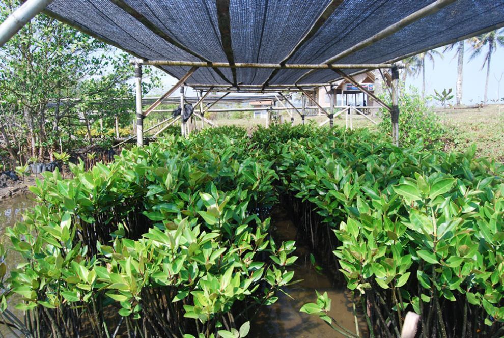 Rehabilitasi Mangrove Bulaksetra