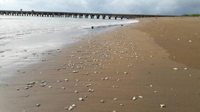 Butiran Batu Karang Hiasi Pantai Bojong Salawe Parigi Pangandaran