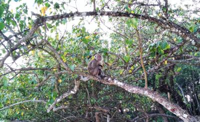 Kera si Penghuni Cagar Alam Pangandaran