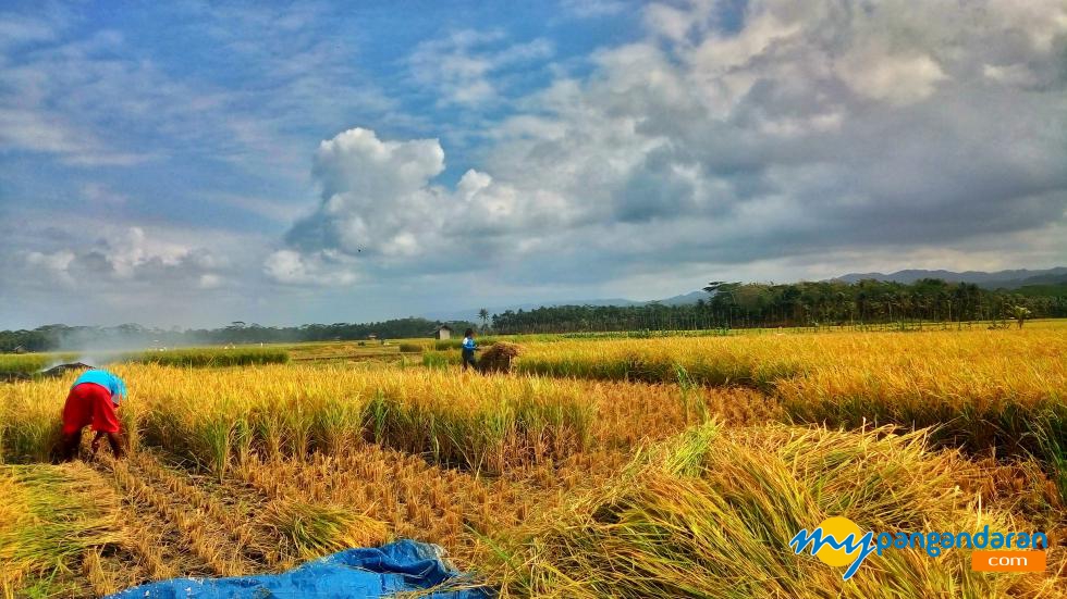 Melihat Musim Panen di Pangandaran yang Telah Tiba