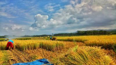 Melihat Musim Panen di Pangandaran yang Telah Tiba