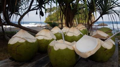 Menikmati Segarnya Kelapa Muda di Pantai Madasari Pangandaran