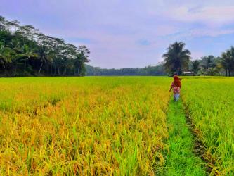 Padi di Pangandaran Mulai Menguning Sebentar Lagi Panen Raya