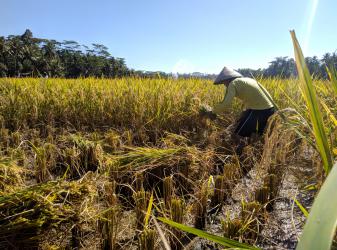 Pangandaran Panen Raya di Tengah Wabah Corona