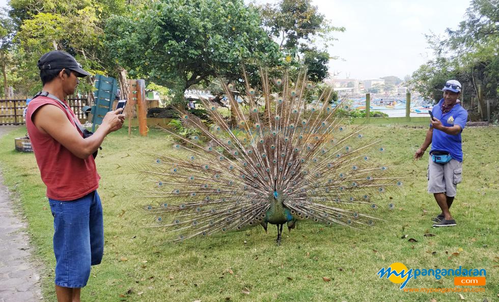 Potret Burung Merak, Sang Penghuni Cagar Alam Pangandaran