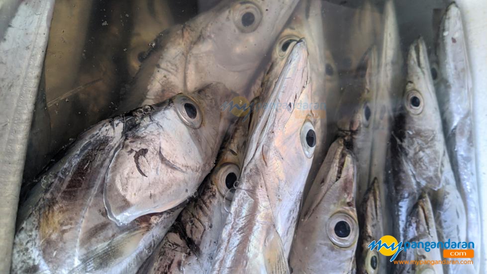 Potret Ikan Layur Hasil Tangkapan Nelayan Pangandaran