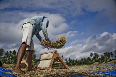 Potret Petani Pangandaran Saat Panen Lebih Awal Karena Kemarau