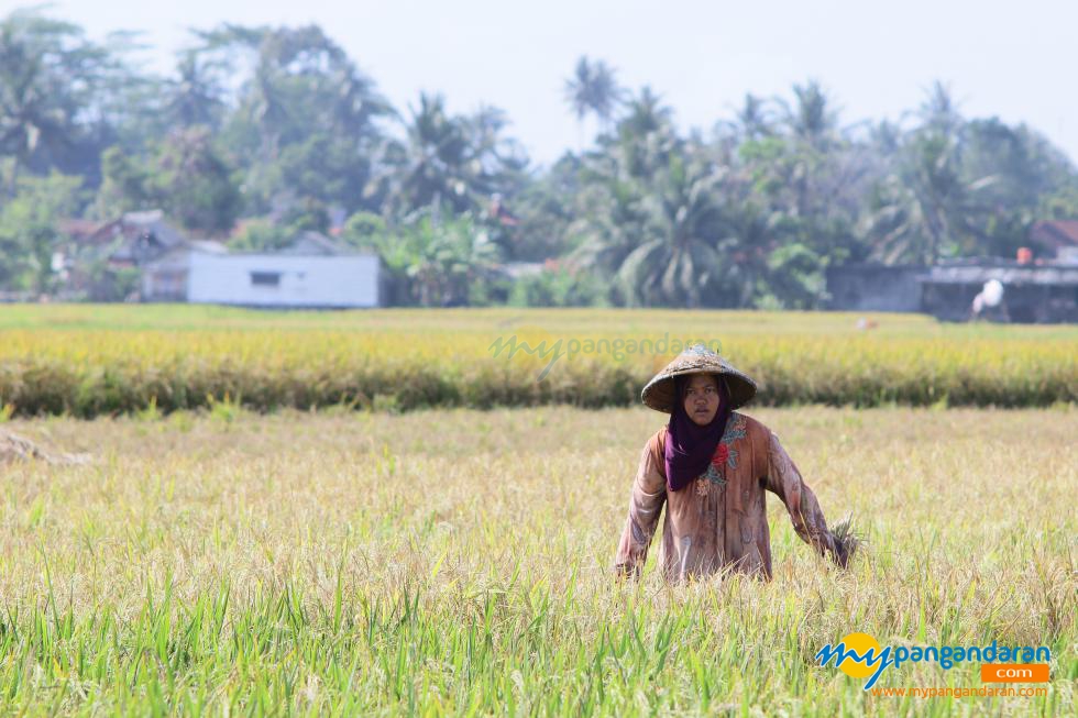 Potret Petani Pangandaran Saat Panen Padi