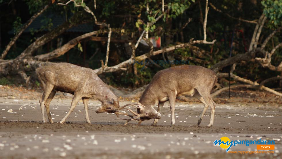 Potret Rusa Penghuni Taman Wisata Cagar Alam Pangandaran