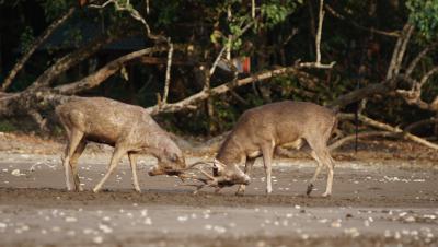 Potret Rusa Penghuni Taman Wisata Cagar Alam Pangandaran