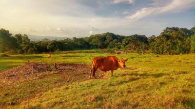 Tertangkap Kamera, Banteng atau Sapi Hutan Penghuni Lapang Banteng Cagar Alam ini?