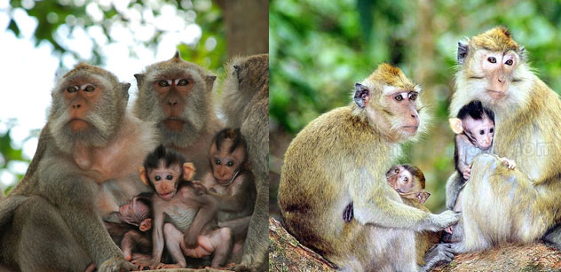 Monyet Bali dan Pangandaran